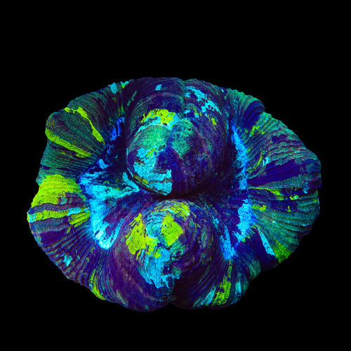 Rainbow Trachyphyllia Coral