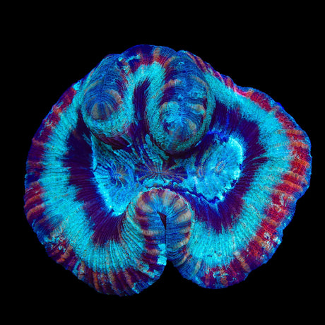 Rainbow Trachyphyllia Coral