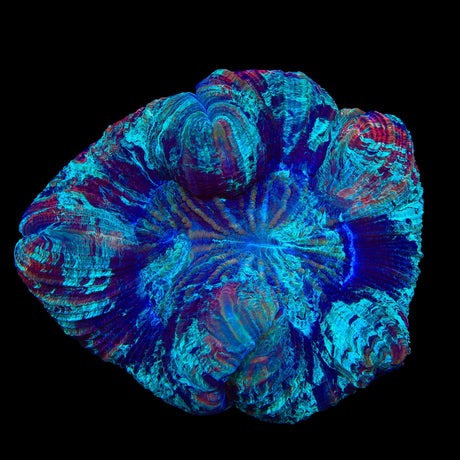 Rainbow Trachyphyllia Coral