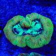 Rainbow Trachyphyllia Coral