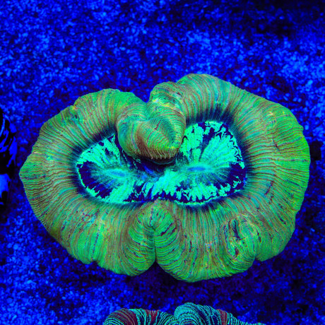 Rainbow Trachyphyllia Coral
