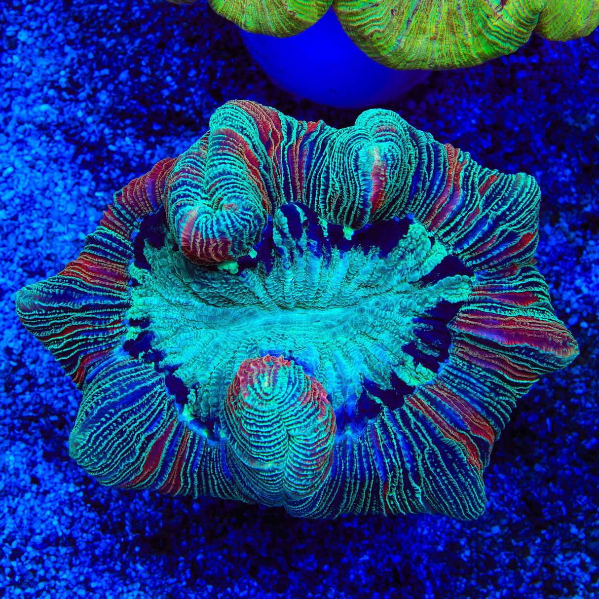 Rainbow Trachyphyllia Coral