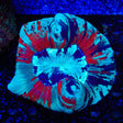 Rainbow Trachyphyllia Coral