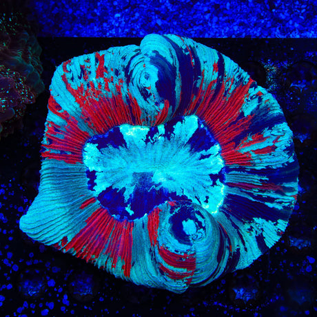 Rainbow Trachyphyllia Coral