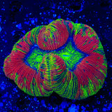Rainbow Trachyphyllia Coral