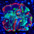 Rainbow Trachyphyllia Coral
