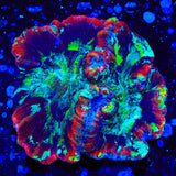 Rainbow Trachyphyllia Coral