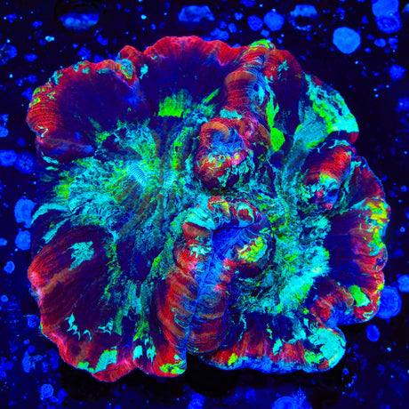 Rainbow Trachyphyllia Coral