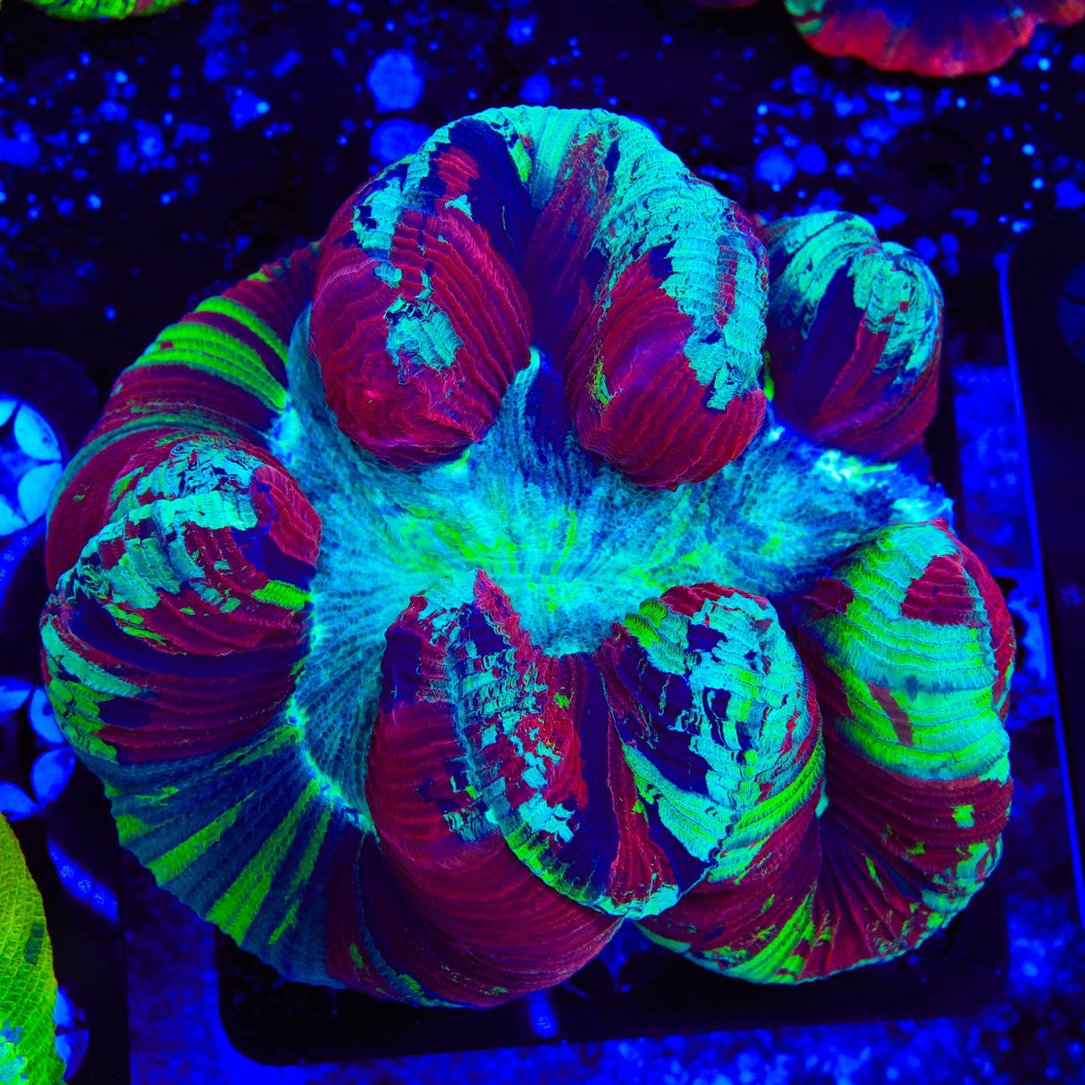 Rainbow Trachyphyllia Coral