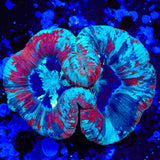 Rainbow Trachyphyllia Coral