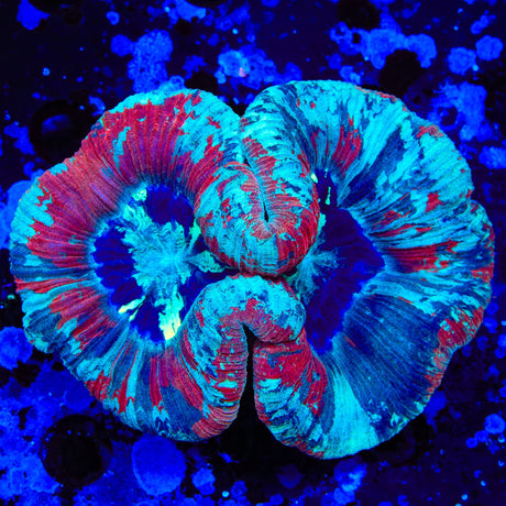 Rainbow Trachyphyllia Coral