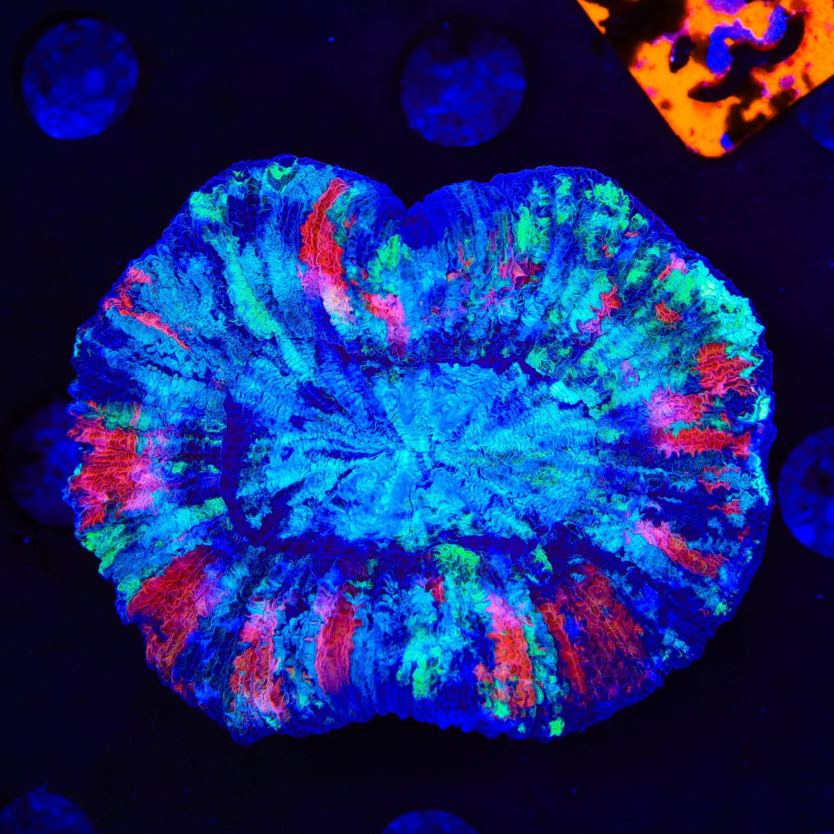 Rainbow Trachyphyllia Coral