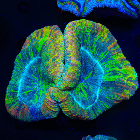 Rainbow Trachyphyllia Coral