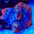 Rainbow Trachyphyllia Coral