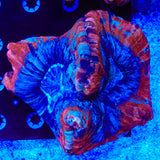 Rainbow Trachyphyllia Coral