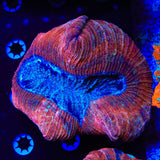 Rainbow Trachyphyllia Coral