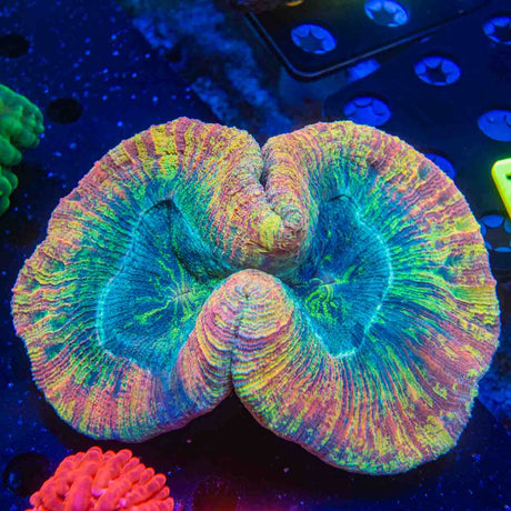 Rainbow Trachyphyllia Coral