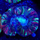 Rainbow Trachyphyllia Coral