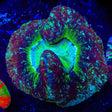 Rainbow Trachyphyllia Coral