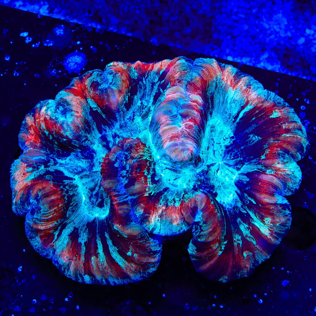 Rainbow Trachyphyllia Coral