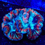 Rainbow Trachyphyllia Coral