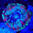 Rainbow Trachyphyllia Coral