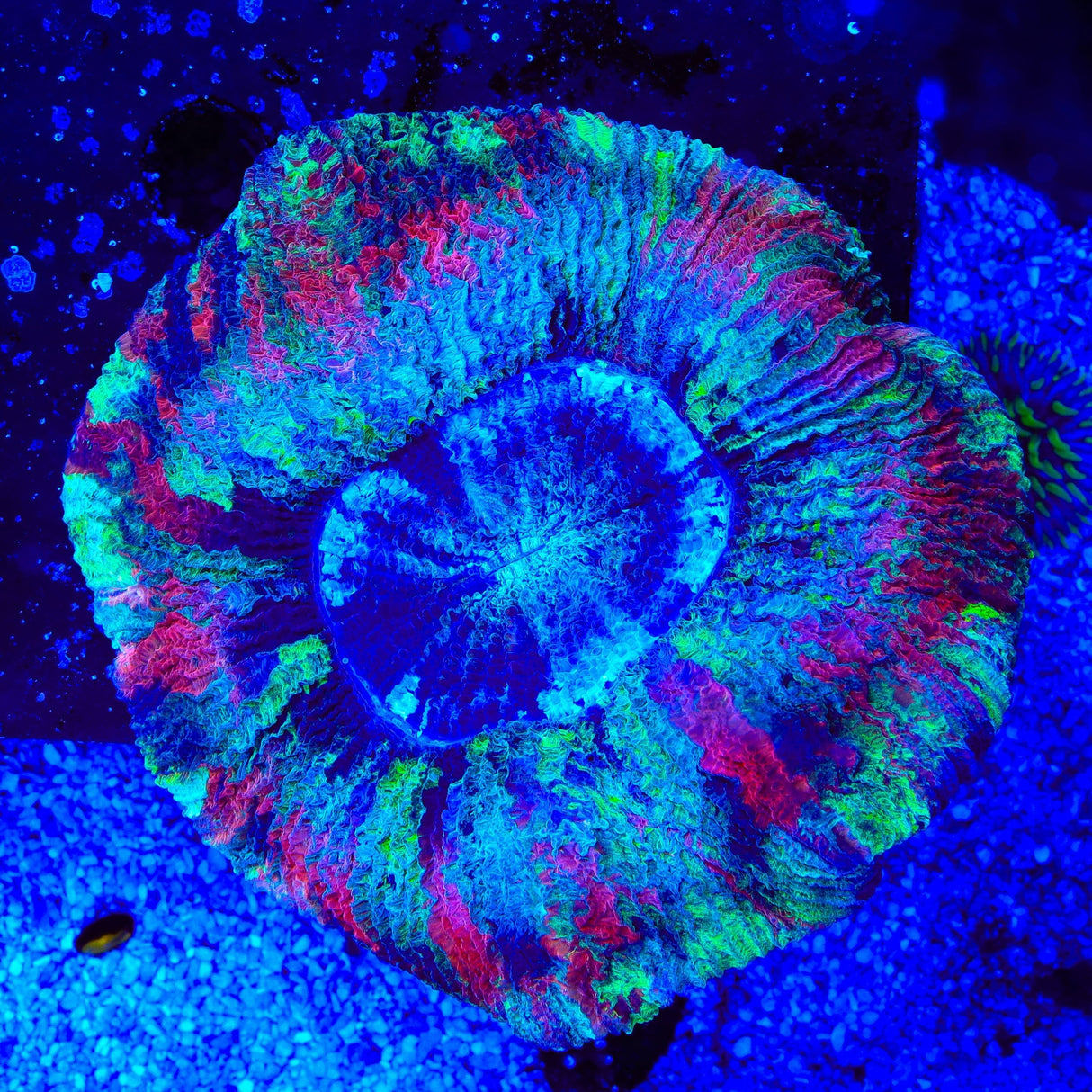 Rainbow Trachyphyllia Coral