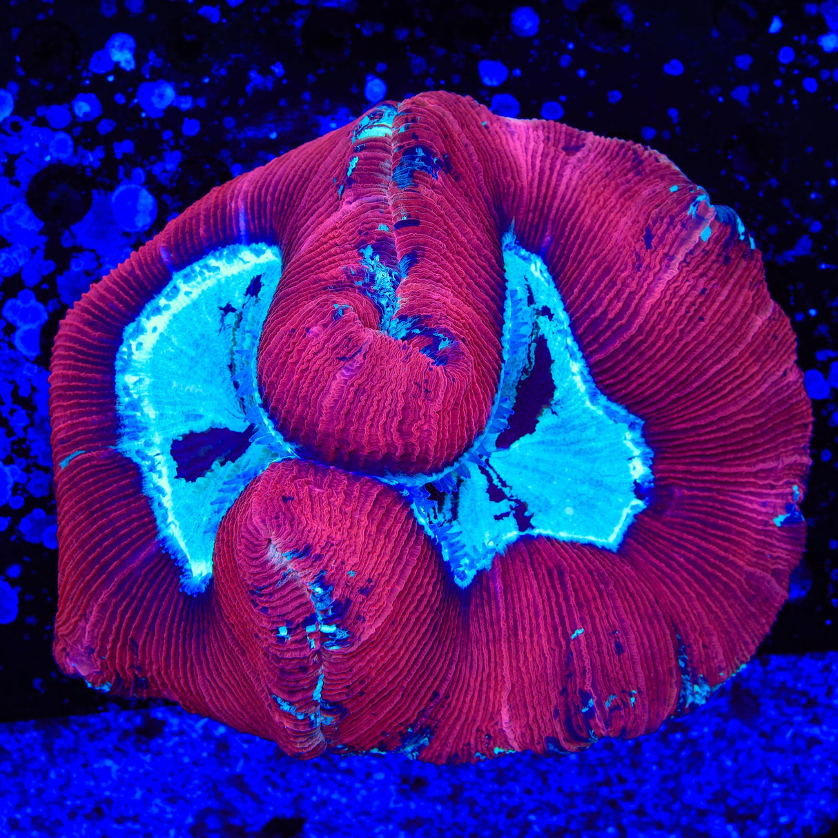 Rainbow Trachyphyllia Coral - XXL