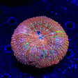 Rainbow Vitiensis Scolymia Coral