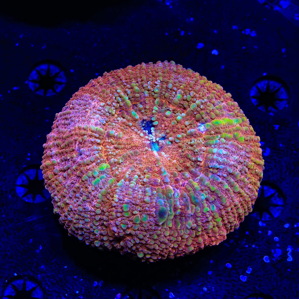 Rainbow Vitiensis Scolymia Coral