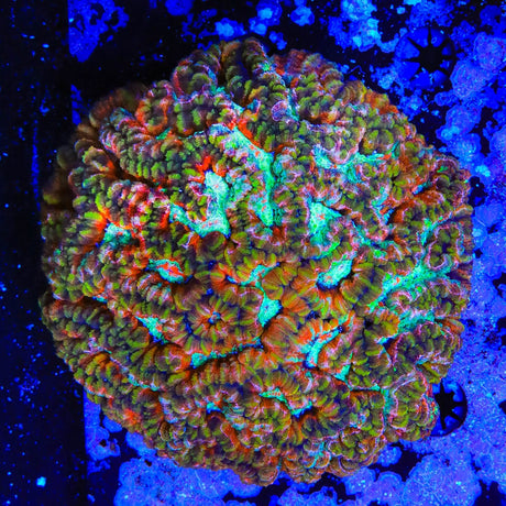Rainbow Wilsoni Colony Coral