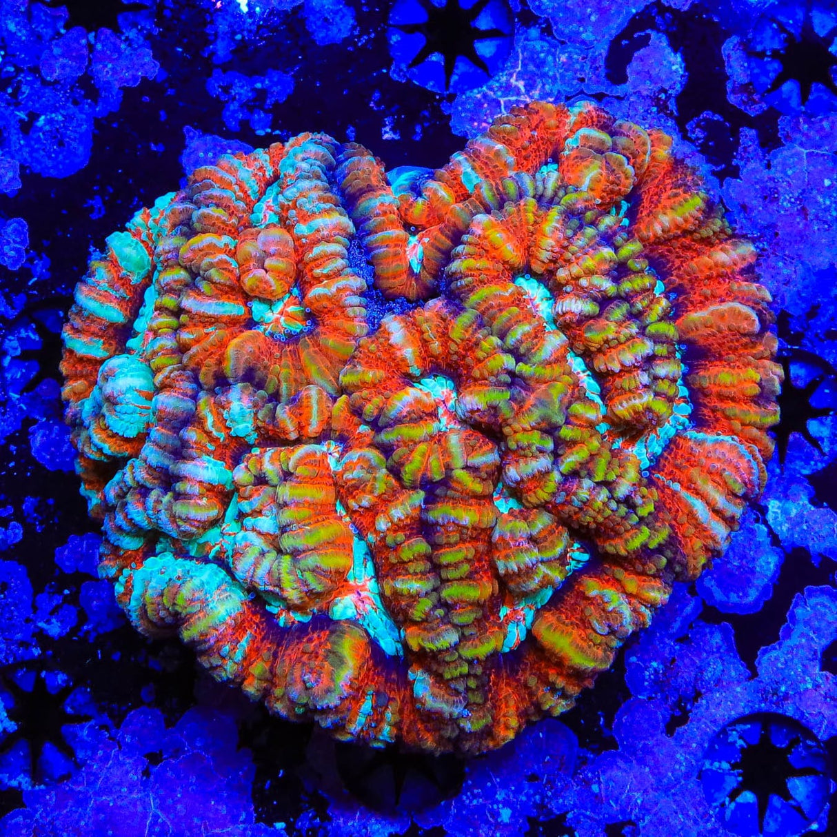 Rainbow Wilsoni Colony Coral