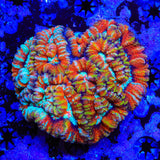 Rainbow Wilsoni Colony Coral