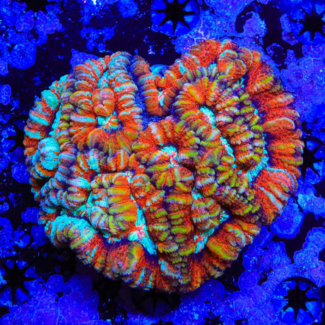 Rainbow Wilsoni Colony Coral