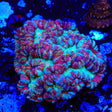 Rainbow Wilsoni Coral