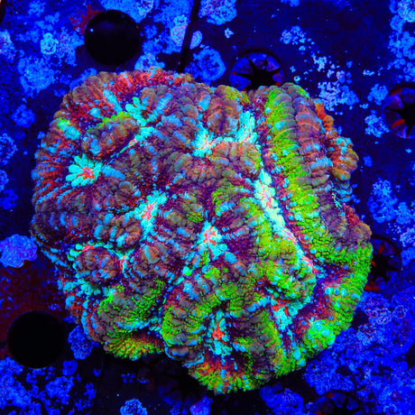 Rainbow Wilsoni Coral