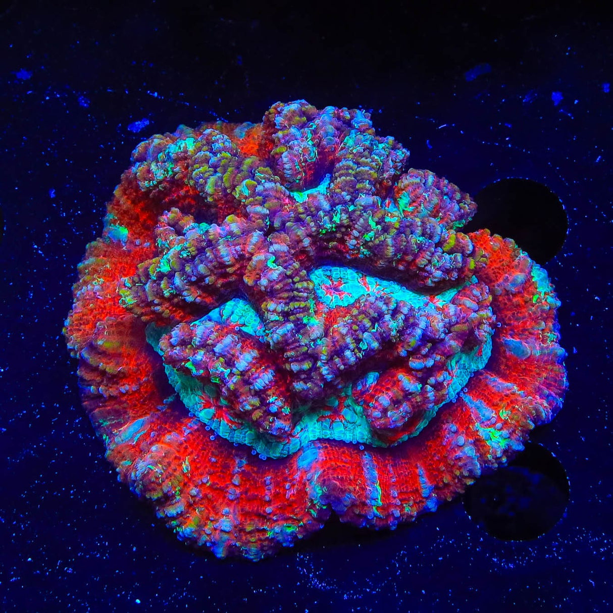 Rainbow Wilsoni Coral