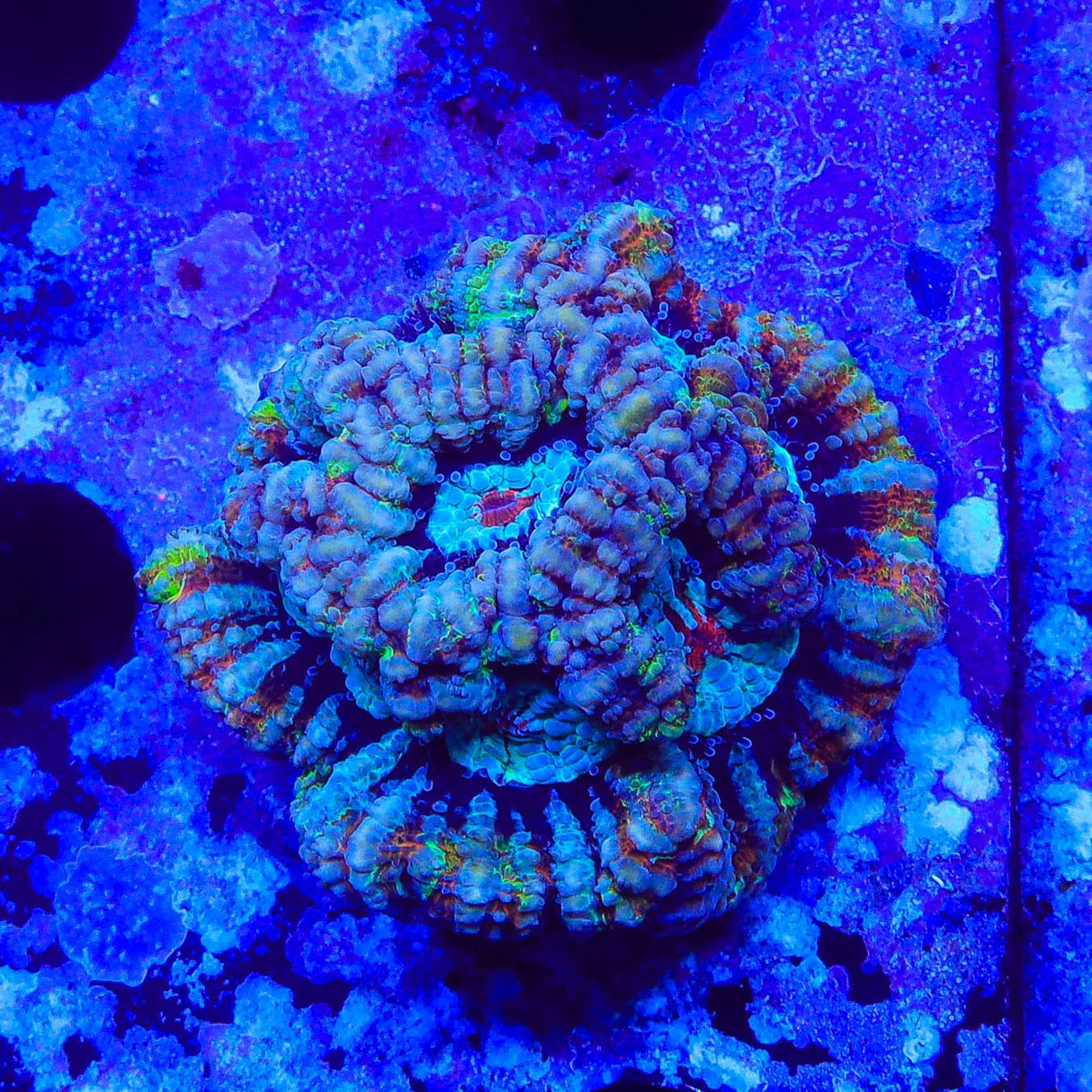 Rainbow Wilsoni Coral