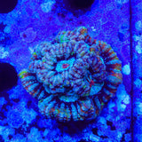 Rainbow Wilsoni Coral