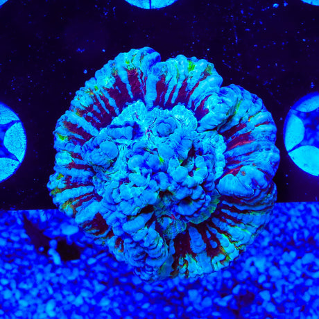 Rainbow Wilsoni Coral