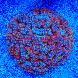 Rainbow Wilsoni Coral