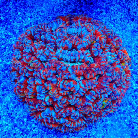 Rainbow Wilsoni Coral