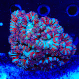 Rainbow Wilsoni Coral