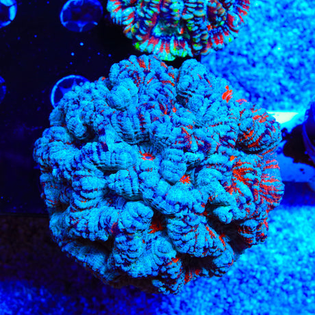 Rainbow Wilsoni coral