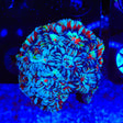 Rainbow Wilsoni Coral