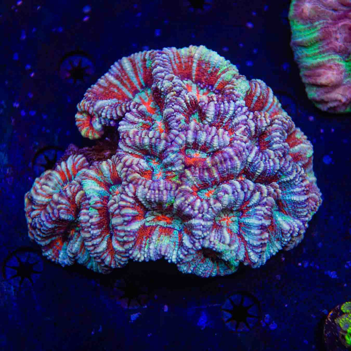 Rainbow Wilsoni Coral