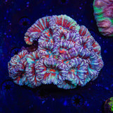 Rainbow Wilsoni Coral