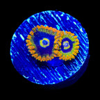 Rainbow Yoda Zoanthids Coral