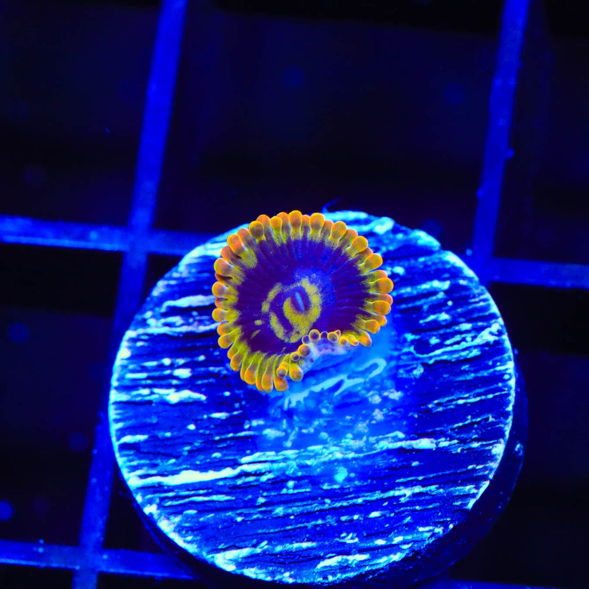 Rainbow Yoda Zoanthids Coral