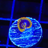 Rainbow Yoda Zoanthids Coral